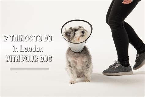 27 (original and unique) Things to Do in London with your Dog | The Londog