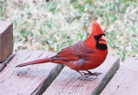 Northern Cardinal State Bird Of North Carolina Bird State Birds