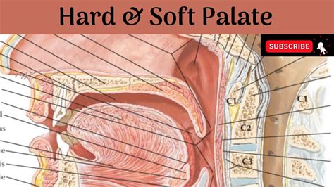 Hard Palate Soft Palate Palatine Muscles Blood And Nerve Supply