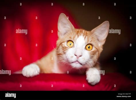 Orange Tabby And White Cat Stares Into Camera Stock Photo Alamy