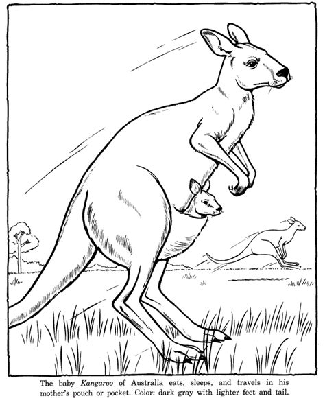 Free Printable Kangaroo Coloring Pages For Kids