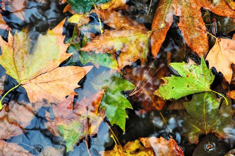 Wallpaper Autumn Wet Leaves Colours 4288x2848 1047444 Hd