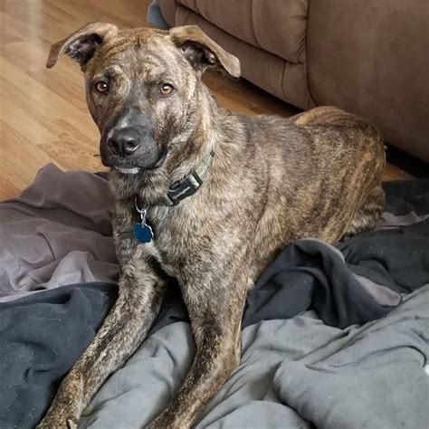 Moving your puppy around during an npc encounter in nintendogs + cats does lead to an interesting feature. The Mountain Cur Working Dog - Complete Owners Guide ...
