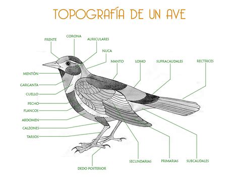 Anatomia De Las Aves