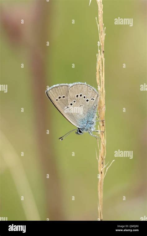 Mazarine Blue Butterfly Cyaniris Semiargus On A Blade Of Grass Stock