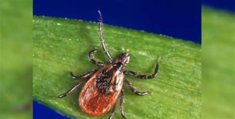 Woman Develops Severe Meat Allergy After Tick Bite Fox 8 Cleveland Wjw