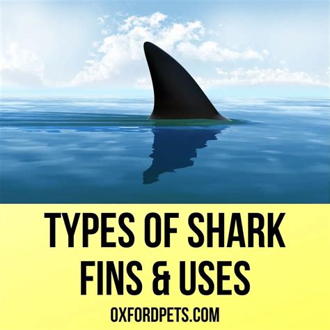 5 Different Types Of Shark Fins What They Mean Oxford Pets