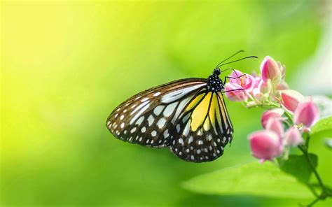 Jika anda ingin terbang kupu kupu di layar, unduh terbang ini kupu kupu wallpaper animasi. Wallpaper Kupu Kupu Cantik
