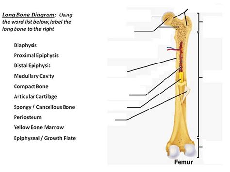 Compact Bone Diagram Easy Spongy Bone Youtube The Structure Of
