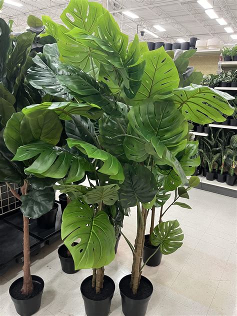 Monstera Tree Rhouseplantscirclejerk