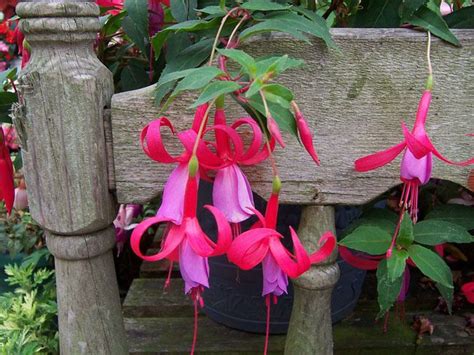 We did not find results for: Perennials For Shade That Bloom All Summer | Plants