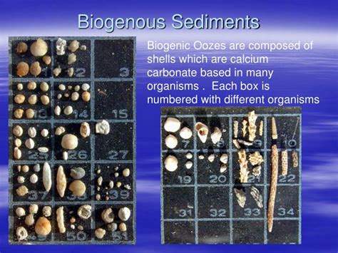 Most biogenous ooze found as pelagic deposits. PPT - Sediments and the Sea Floor PowerPoint Presentation - ID:255889