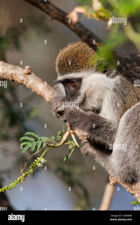 Grivet Monkey Cercopithecus Aethiops Young Or Juvenile Animal