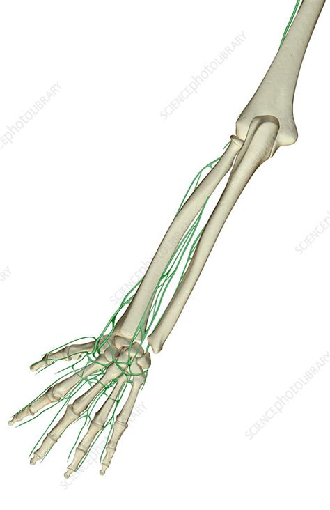 The Lymph Supply Of The Forearm Stock Image F0014529 Science