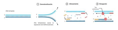 La TÉcnica De La Pcr IntroducciÓn Y Principios BÁsicos Labbox España