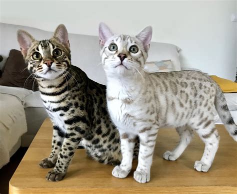 Bengal Cats For Sale Ontario