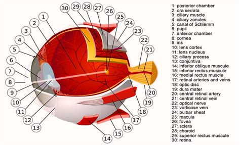 Human Eye Muscles Diagram Anatomy System Human Body Anatomy Diagram