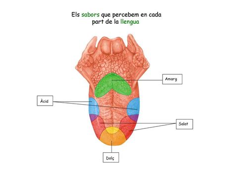 Els receptors i els òrgans dels sentits ppt descargar