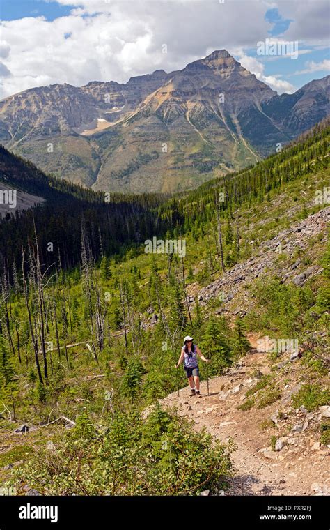 Hiker On The Stanley Glacier Trail In Kootenay National Park In British