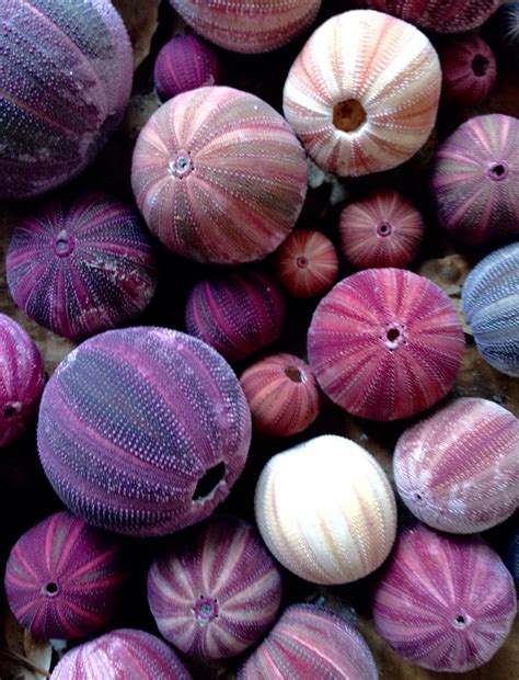 Urchin Finds Purple Sea Urchin Sea Shells Color Inspiration