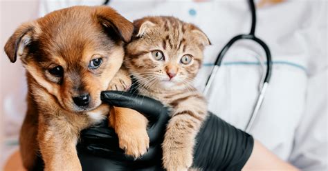 The toledo humane society leads the community in efforts focused on relieving the suffering of, preventing cruelty to, and providing for the humane treatment of animals. GOLDEN STATE HUMANE SOCIETY - Garden Grove Clinic ...