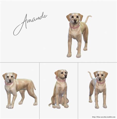 Amande Puppy Labrador At Blue Ancolia Sims 4 Updates