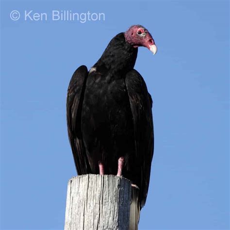 Turkey Vulture Cathartes Aura Focusing On Wildlife