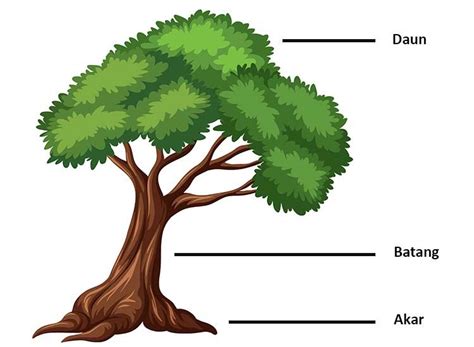 Gambar Pohon Mangga Dan Bagian Bagiannya Materi Belajar Online