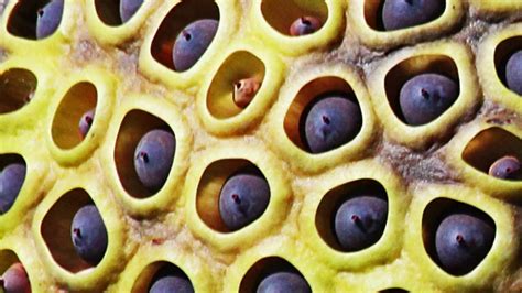 Trypophobia Holes On Skin Hand