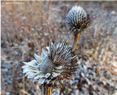 Leave Seed Heads For Wildlife
