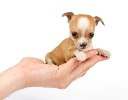 Die niedlichkeit ist eine eigenschaft, die typisch für die kleinen kinder und die baby tiere ist.sie sehen süß wegen ihrer kleinen körper.süße baby tiere. Kleine Hunderassen für Anfänger und Familie - Mini-Hunderassen