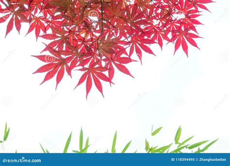 Red Maple Leaves Stock Image Image Of Tree Natural 118394495