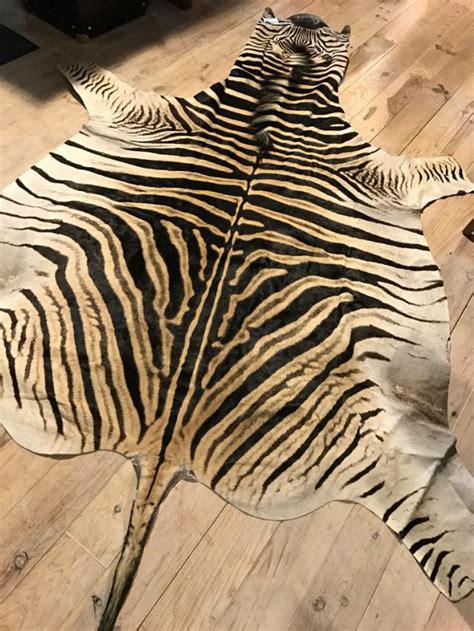 Freshly Tanned Zebra Skins Beast Interiors