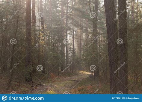 Early Spring Foggy Morning In A Pine Forest Stock Image Image Of