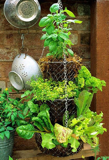Dishfunctional Designs Hanging Basket Herb Garden Diy