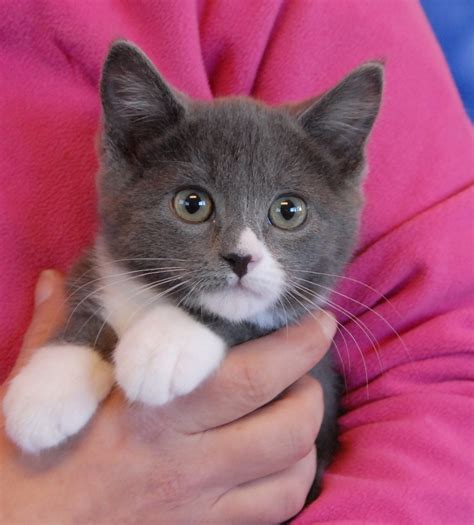 Sweetheart Kittens Now Ready For Adoption