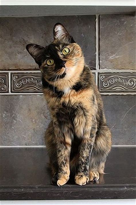 92 Best Tortie Cats Images On Pinterest Calico Cats Cute Kittens And
