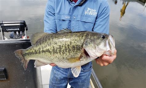 Consider A Selective Harvest To Raise Trophy Bass