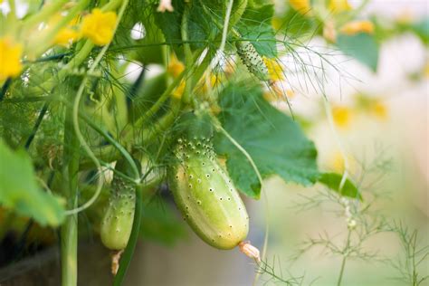 Cucumbers In Raised Beds How To Plant And Grow Plantura