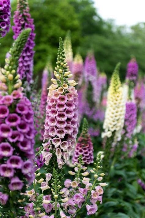 Dabei entwickelt er minimal weniger nektar, wie die zuvor erwähnten nahrhaftesten pflanzen. 5 bienenfreundliche Stauden, die Ihren Garten in ein ...