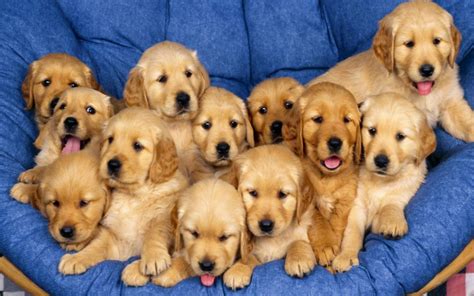 Why buy a golden retriever puppy for sale if you can adopt and save a life? Golden Retriever Dogs Breed Information, Personality, Pictures