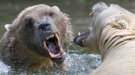 Seeing More Grizzly Polar Hybrids Likely Means Polar Bears Are In