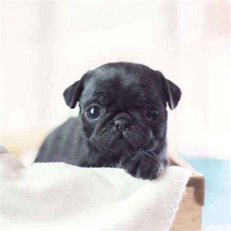 Dana Mini Black Pug Tiny Teacup Pups Designer Puppies 1 323 498 4529