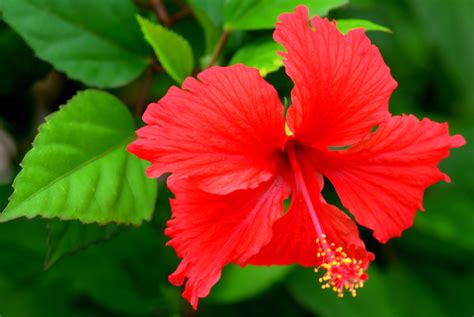 Nevissummer Timeflowers Nevis Photographer Bill Drake