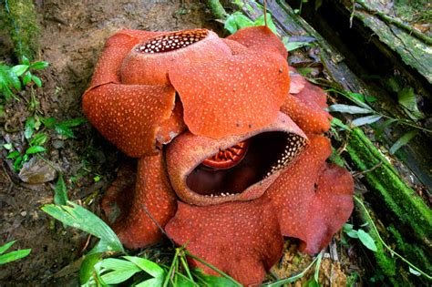 Worlds Largest Flower Rafflesia In Malaysia Planet And Go