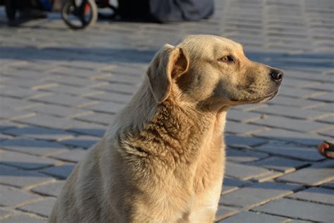 Free Images City Puppy Sad Turkey Vertebrate Labrador Retriever
