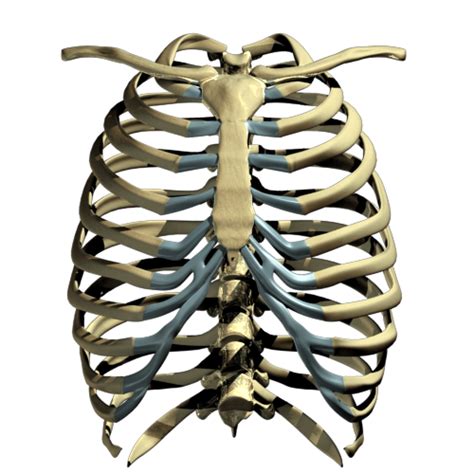 In humans, the rib cage is located in the upper body and consists of 24 bones that serve the purpose of protecting many vital organs. Human skeleton Rib cage - Rib Cage PNG Transparent Images png download - 500*500 - Free ...