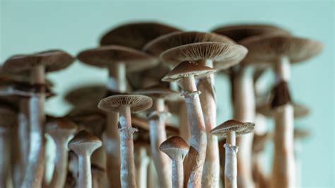 Magic Mushrooms Grow In Mans Blood After Injection With Shroom Tea