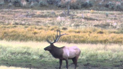 Colorado Bull Elk Archery Hunt Ivory And Antler Outfitters Youtube