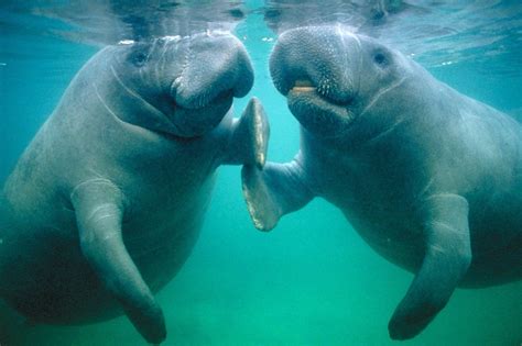 Manatee Hd Wallpapers Top Free Manatee Hd Backgrounds Wallpaperaccess